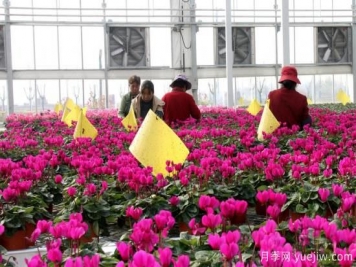 扬州高邮：每天发货30万株，花工厂绽放乡村振兴致富花