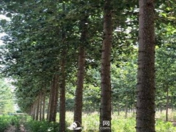 河南周口：培育出不飞絮的杨树新品种