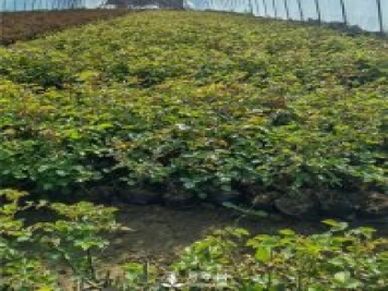 各类盆栽月季上市，南阳杯苗基地全国批发中