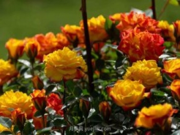 安阳市滑县森林公园月季花开放，赏花打卡正当时