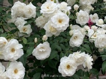 世界上Zui受欢迎的纯白色藤本月季花—藤冰山
