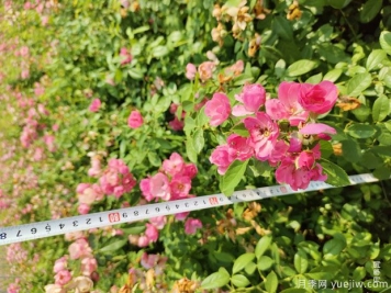 安吉拉月季盆栽苗，60厘米高基地发货