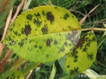 深秋天季节月季出现斑点的病害原因与防治