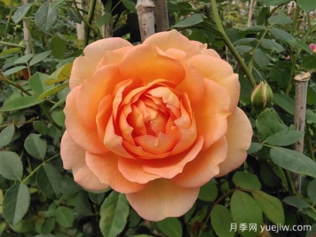 中国月季：欧洲玫瑰花的祖宗，为世界园艺做出了巨大贡献