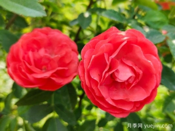种上木香蔷薇花蛮强爆花，红橙白黄木香你喜欢哪个？