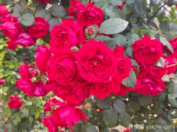 6款红色系的藤本月季品种，适合打造网红花墙