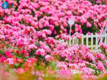 2024年第二届杭州市月季花展举办，赏500万株月季