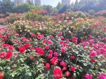 郑州月季公园40万株月季竞相绽放，感受花漾生活