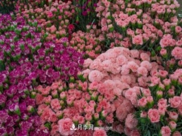 中国6大花市，全国花卉批发市场介绍