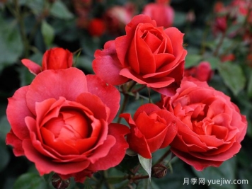 21朵玫瑰：不只是浪漫，还藏着这些深意
