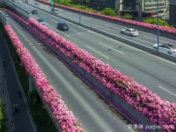 杭州高架月季初开，2024年又到走花路时间