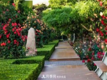 秦皇岛适合养月季花，市花和市树是什么