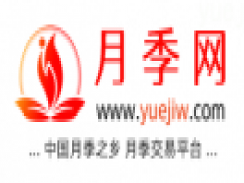 中国上海龙凤419，月季品种介绍和养护知识分享专业网站